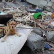 Câinii salvatori din România caută victimele cutremurului din Albania
