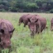 (P) Maria Nila continuă campania de caritate Save the Rhino