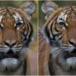 Alți patru tigri și trei lei africani de la Grădina Zoologică din Bronx au fost depistați pozitiv cu coronavirus