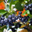 Aronia – Superfructul plin de antioxidanți: Impactul său asupra sănătății