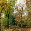 Pădurea de foioase: caracteristici, faună și floră