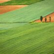 10 motive pentru care inteligența artificială este tot mai folosită în agricultură