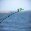 Ce inseamna pescuit la feeder